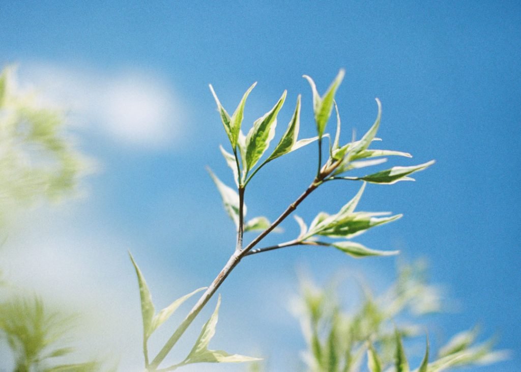 How To Shoot Fujifilm Superia 800 by Violeta Garcia-Mendoza on Shoot It With Film
