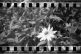 DIY Holga 35mm Sprocket Hack by Jennifer Stamps on Shoot It With Film