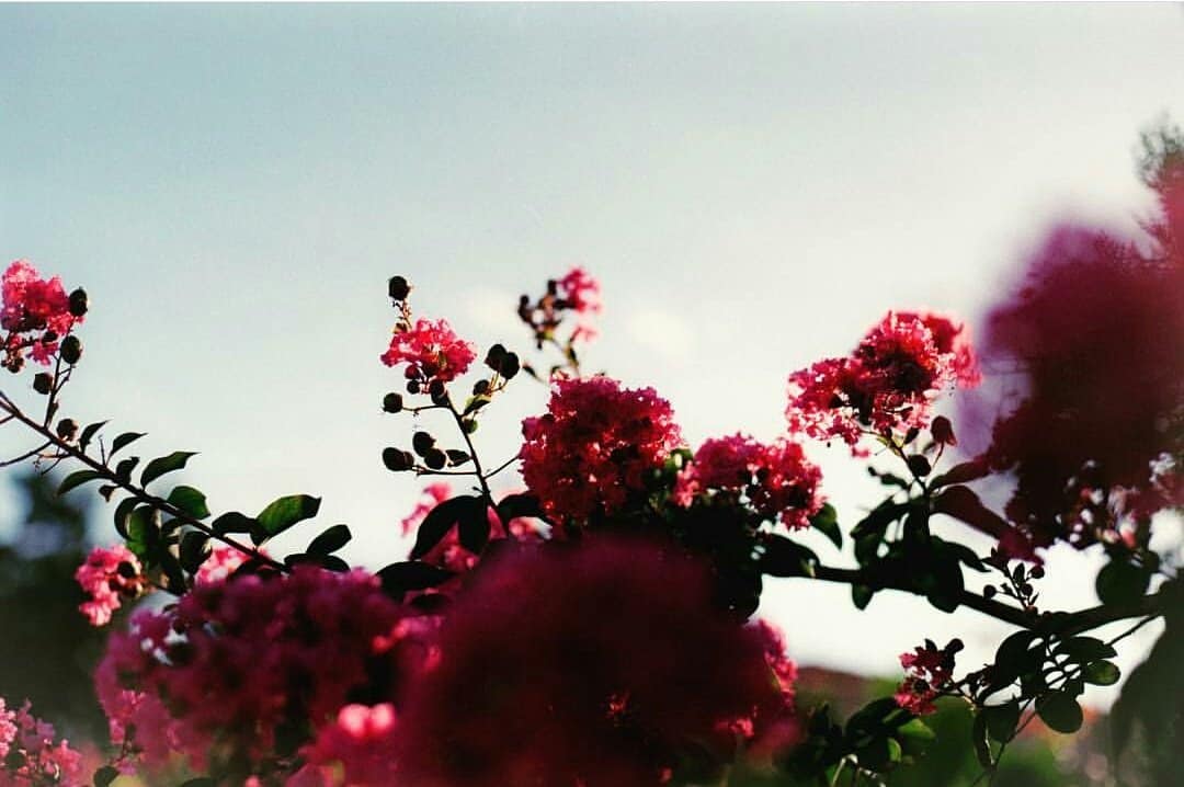 Instagram Roundup: Sunsets and Shadows on Shoot It With Film