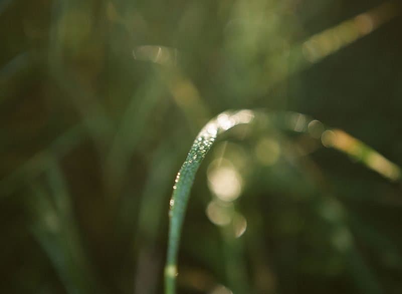 Using CloseUp Filters for Macro Photography » Shoot It With Film