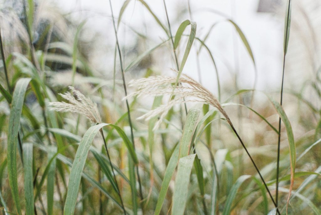 35mm film image of wheat grass - CineStill 50D Film Review by Samantha Stortecky on Shoot It With Film
