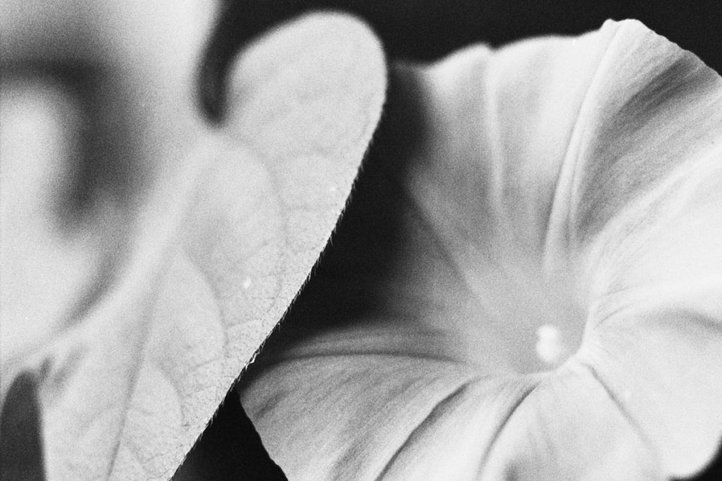 Medium format black and white film image of a flower - Using Extension Tubes for Macro Film Photography by James Baturin on Shoot It With Film