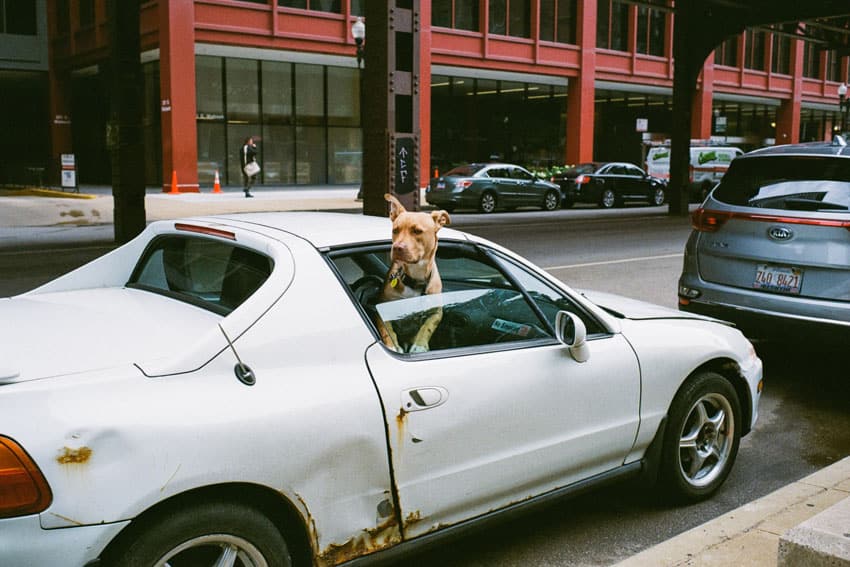 35mm film image of a dog with his head out the car window - Contax G2 Film Camera Review on Shoot It With Film