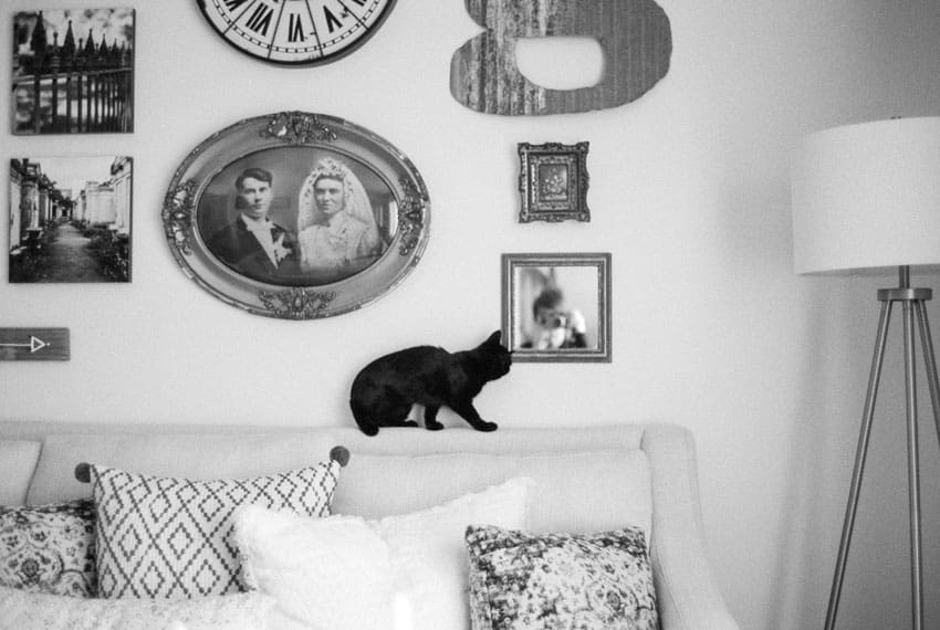35mm film image of a cat on a couch - Contax G2 Film Camera Review on Shoot It With Film