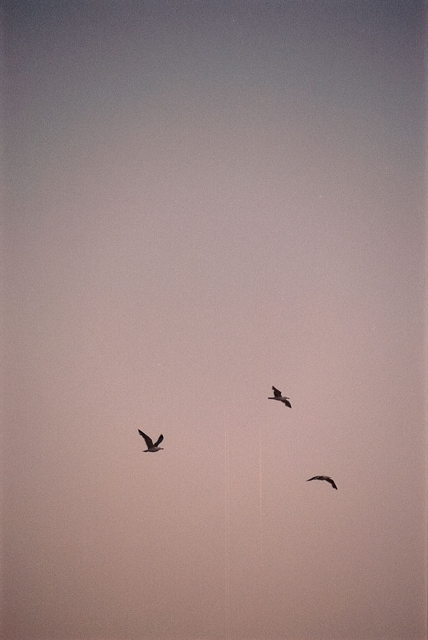 35mm Film of birds on the Mediterranean Sea on Shoot It With Film