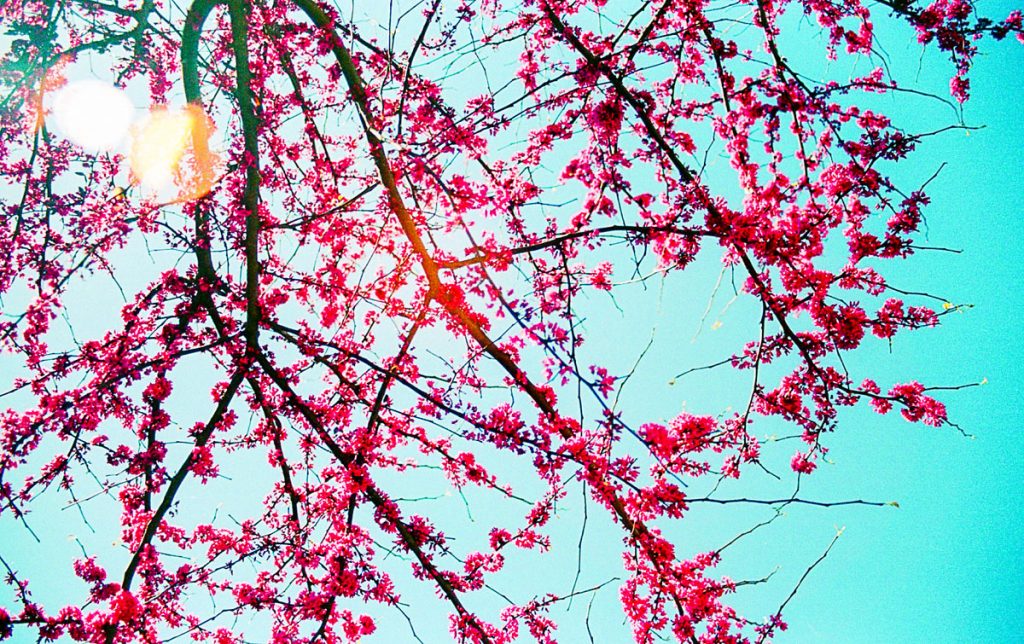 35mm film image of a tree - Canon EOS Rebel G 35mm Film Camera Review on Shoot It With Film