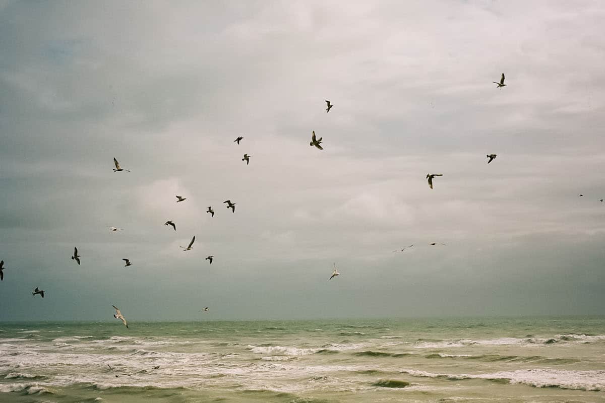 Film image of birds flying over the ocean - What Is a Rangefinder by Jen Golay on Shoot It With Film