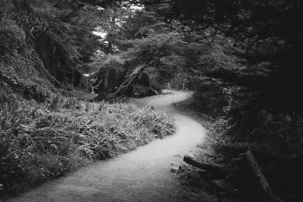Medium format b&w film image of a path through the woods - CineStil BwXX Review by Drew Evans on Shoot It With Film