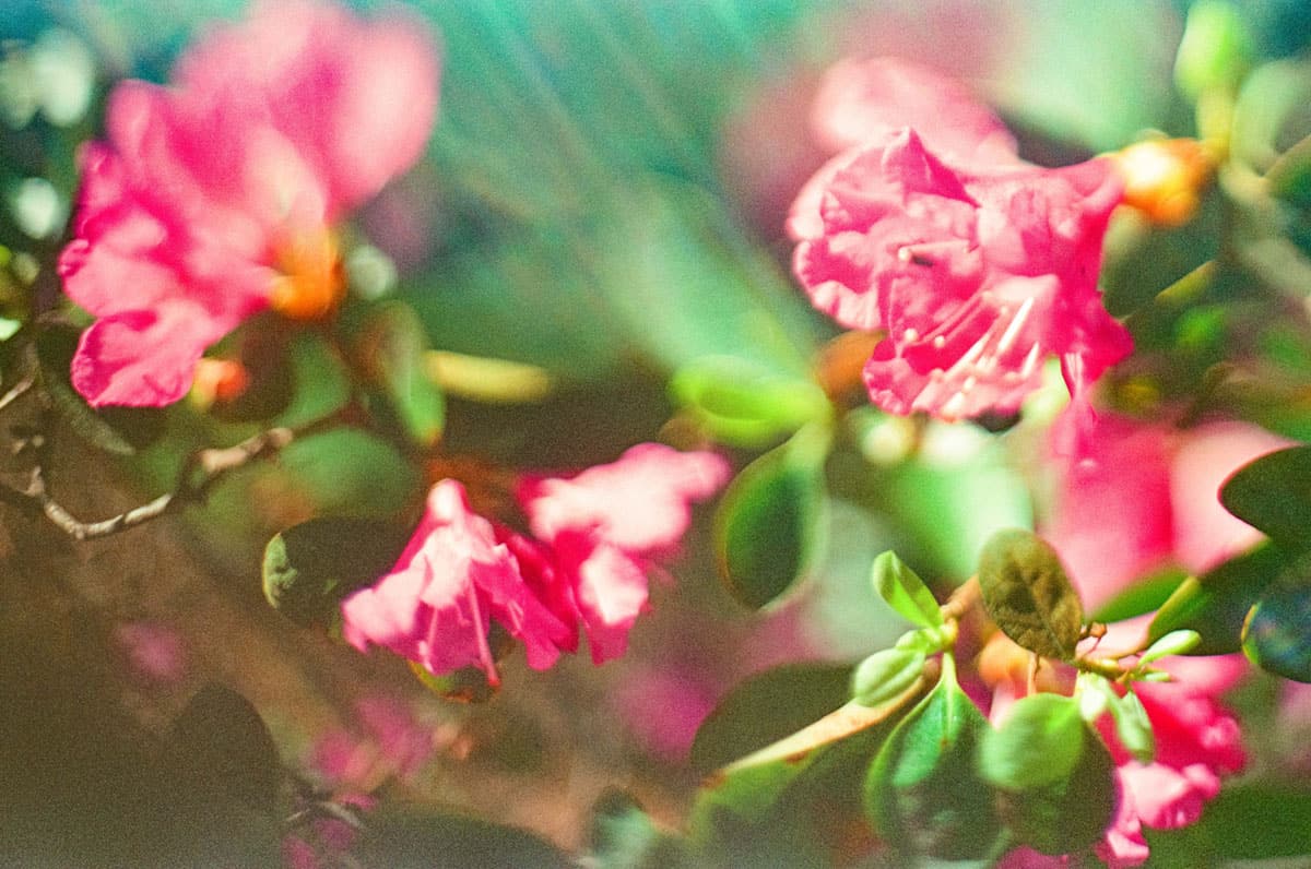 Freelensing image on film - Freelensing Photography Tutorial by Amy Elizabeth on Shoot It With Film