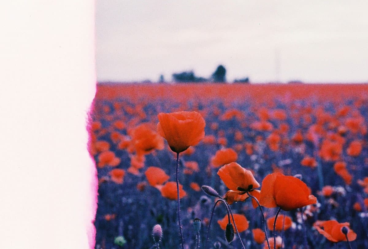 35mm film image on Lomochrome Purple film - Cosmic Nature Photo Series by Virginia Lisbon on Shoot It With Film