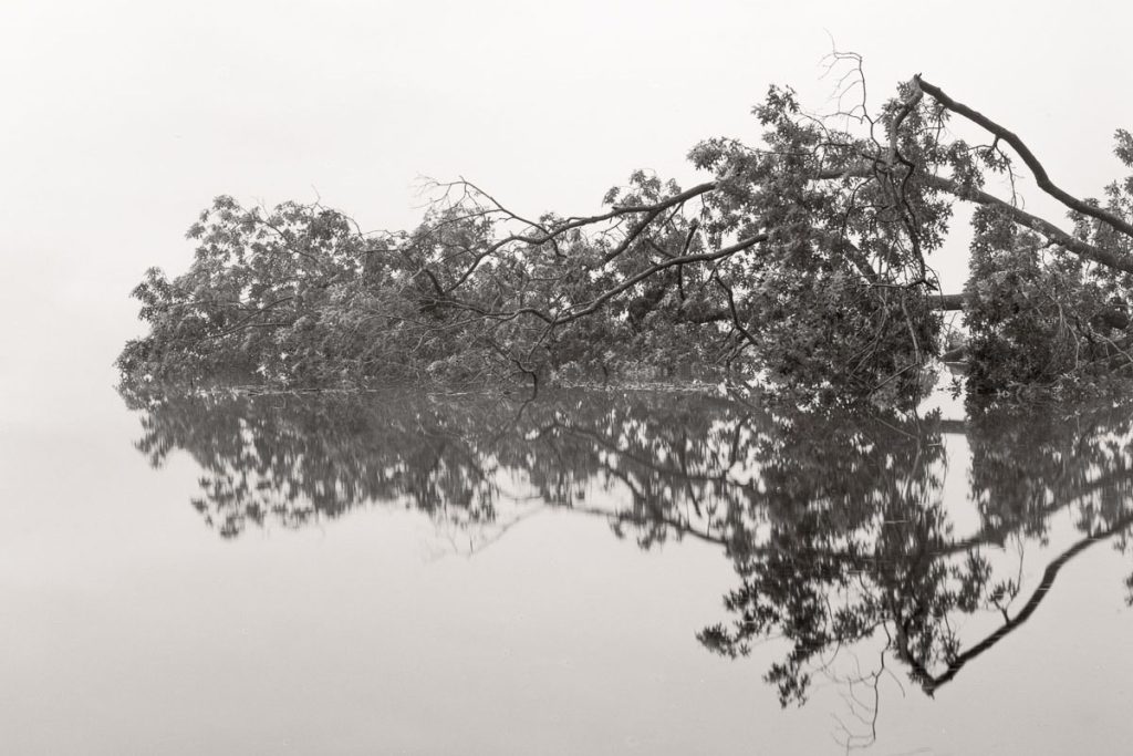 Large format black and white film photograph of a forest - Norts Resort Photo Essay by Cody Schultz on Shoot It With Film