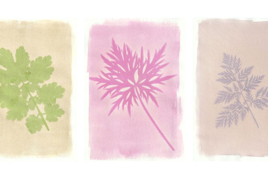 Tim Boddy anthotypes - Spinach-Beetroot stem - Red wine - Alternative Film Photography Processes on Shoot It With Film