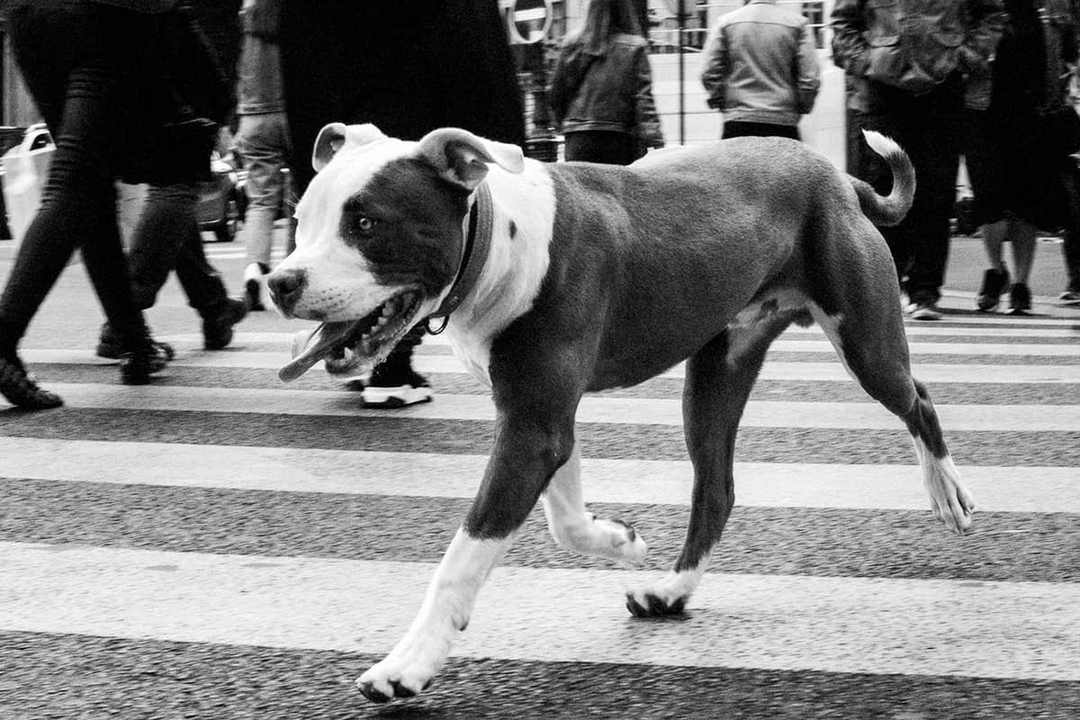 35mm street photography image of a dog by Neil Milton on Shoot It With Film