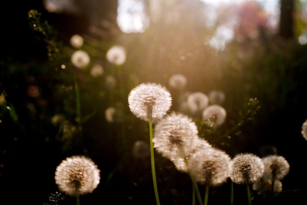 35mm film photography of Earth Beat's photo series by Destry Rose on Shoot It With Film