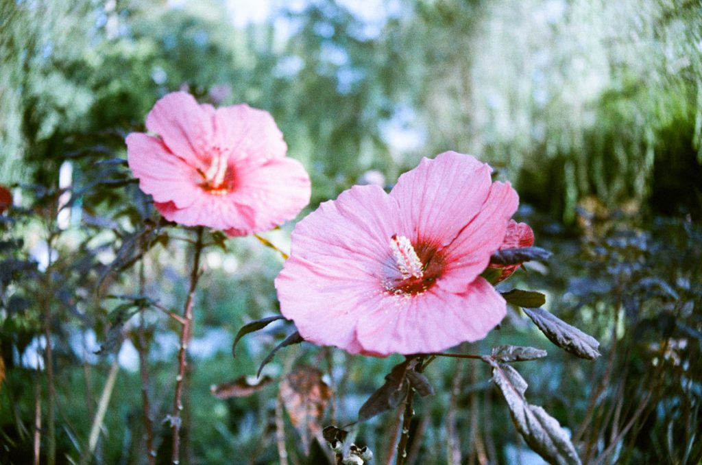 35mm film image of LomoChrome Color '92 film - LomoChrome Color 92 Review on Shoot It With Film