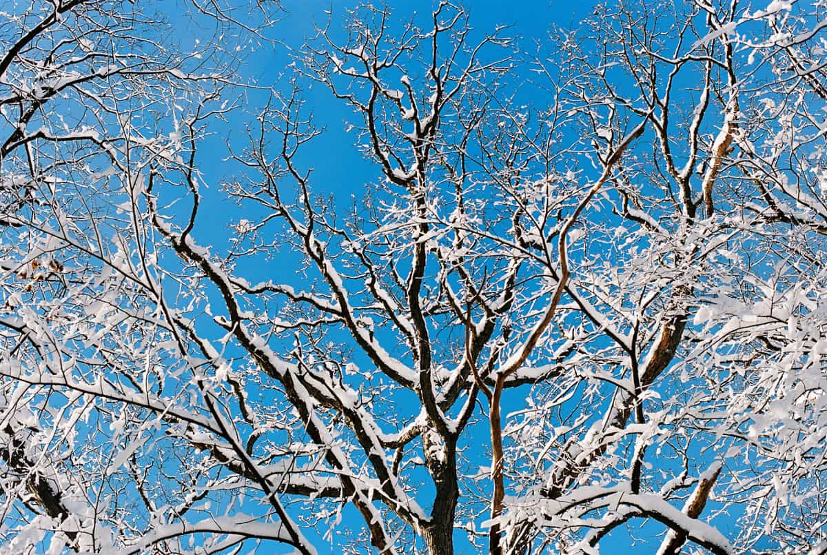 Example of a film photography image in winter - Film Stocks for Winter on Shoot It With Film