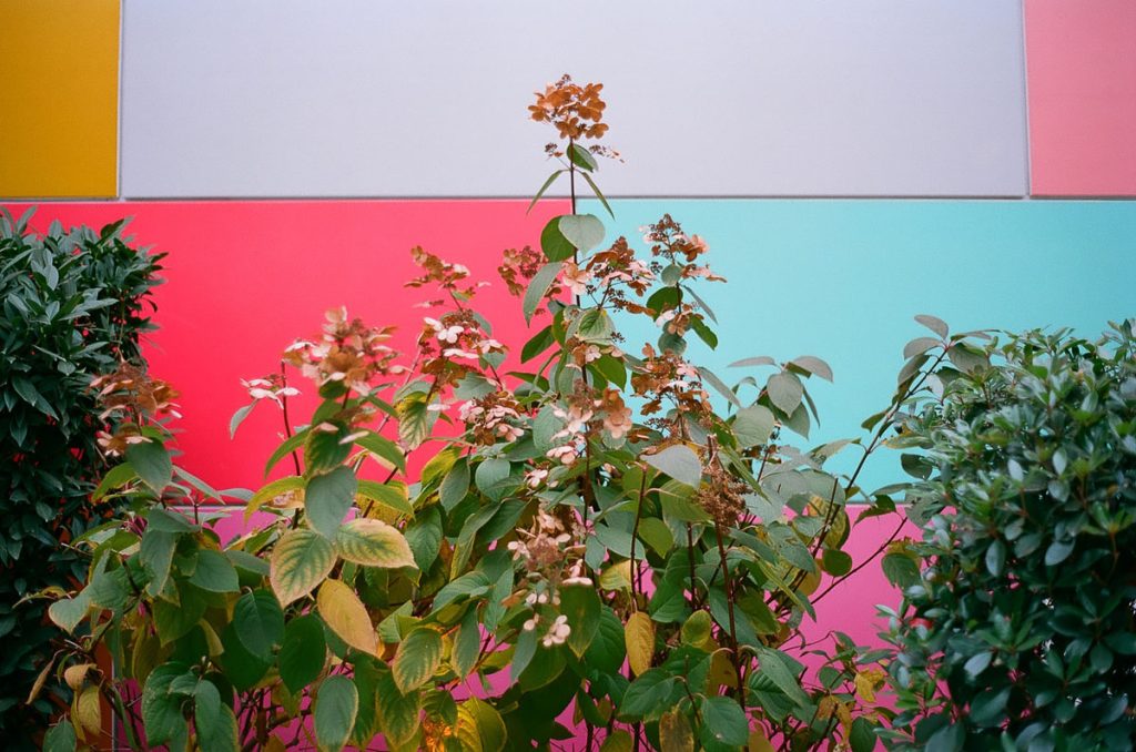 An example of pulling color film by Taylor Blanchard on Shoot It With Film