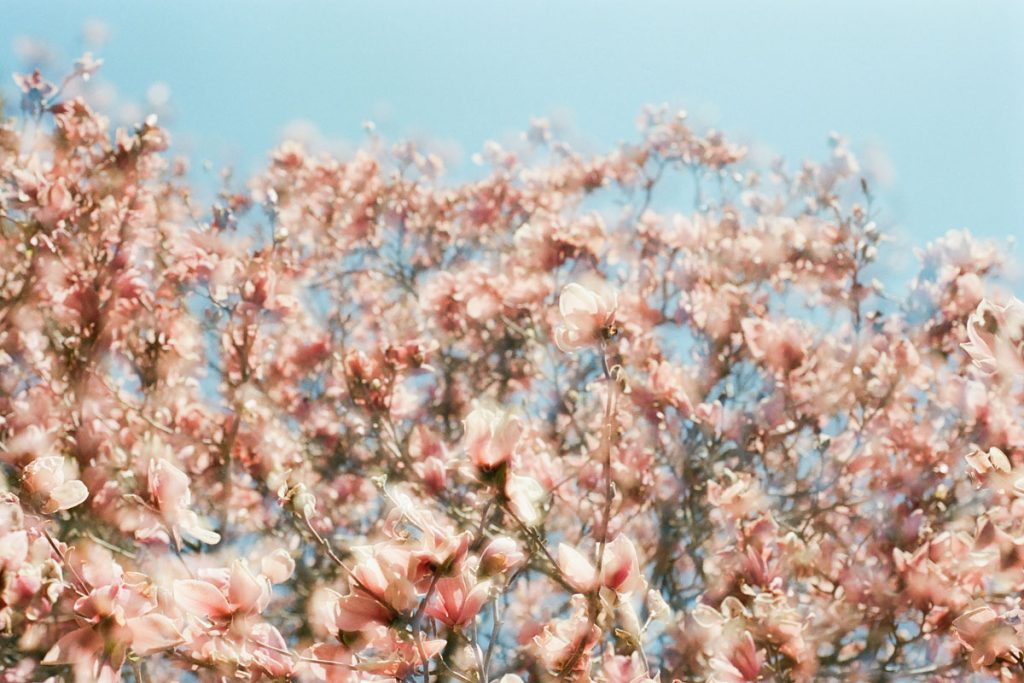 Example of a film photography personal project by Sara Johansen on Shoot It With Film