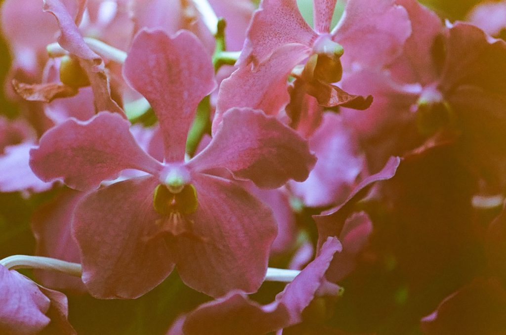 Malaysia and Singapore on 35mm film by Sarah Moylan on Shoot It With Film