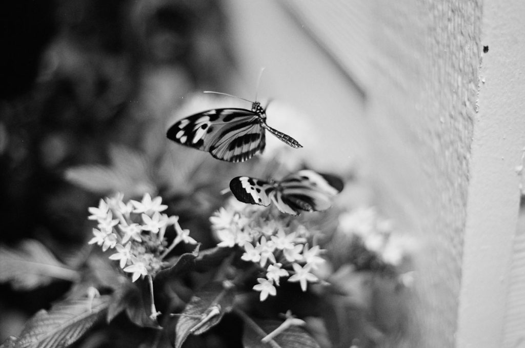 35mm film image of Key West by Kelli Hardin on Shoot It With Film