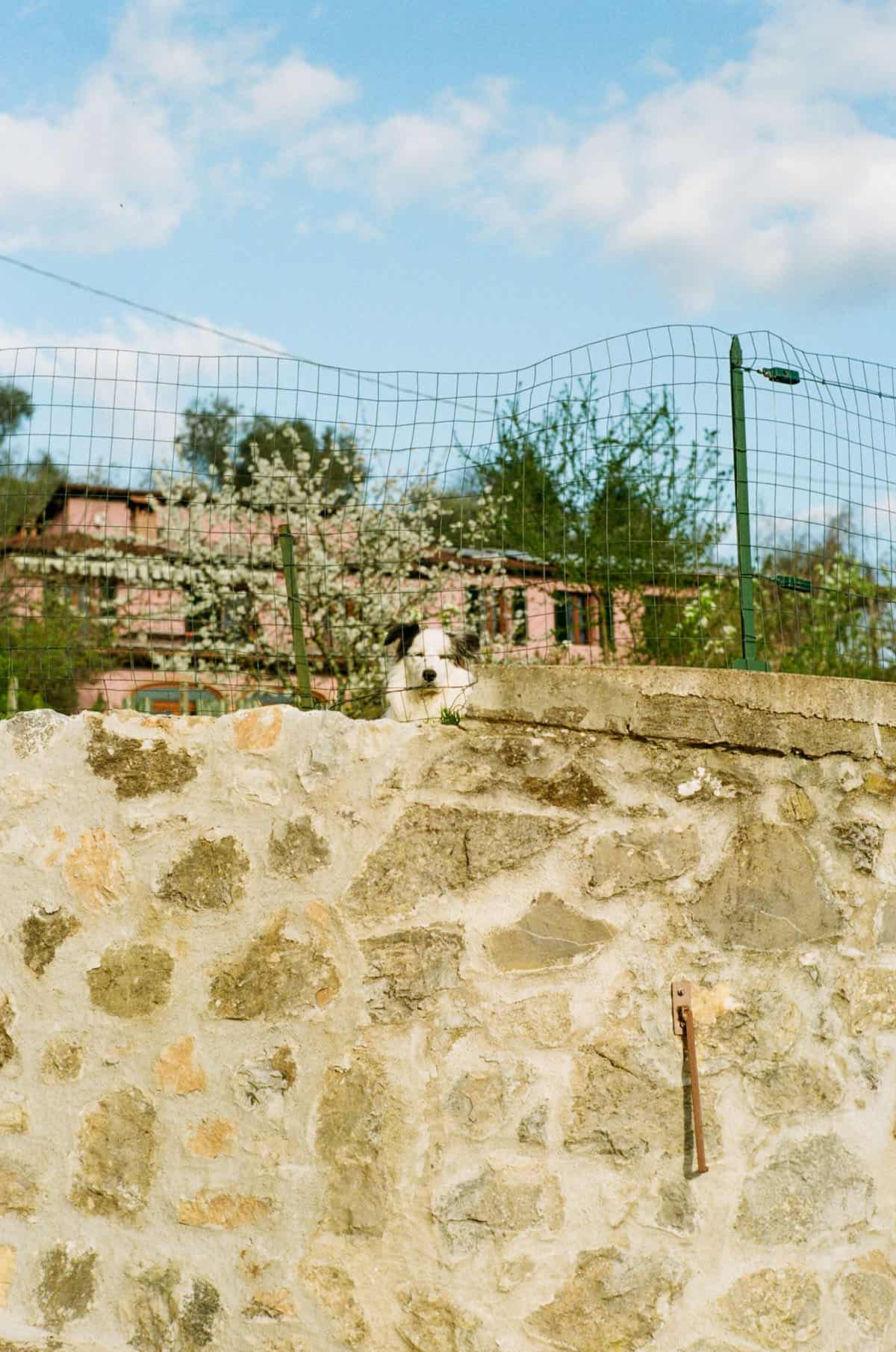 Florence and Tuscany on 35mm Film by David Smith on Shoot It With Film