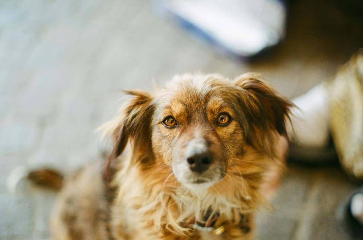 Florence and Tuscany on 35mm Film by David Smith on Shoot It With Film