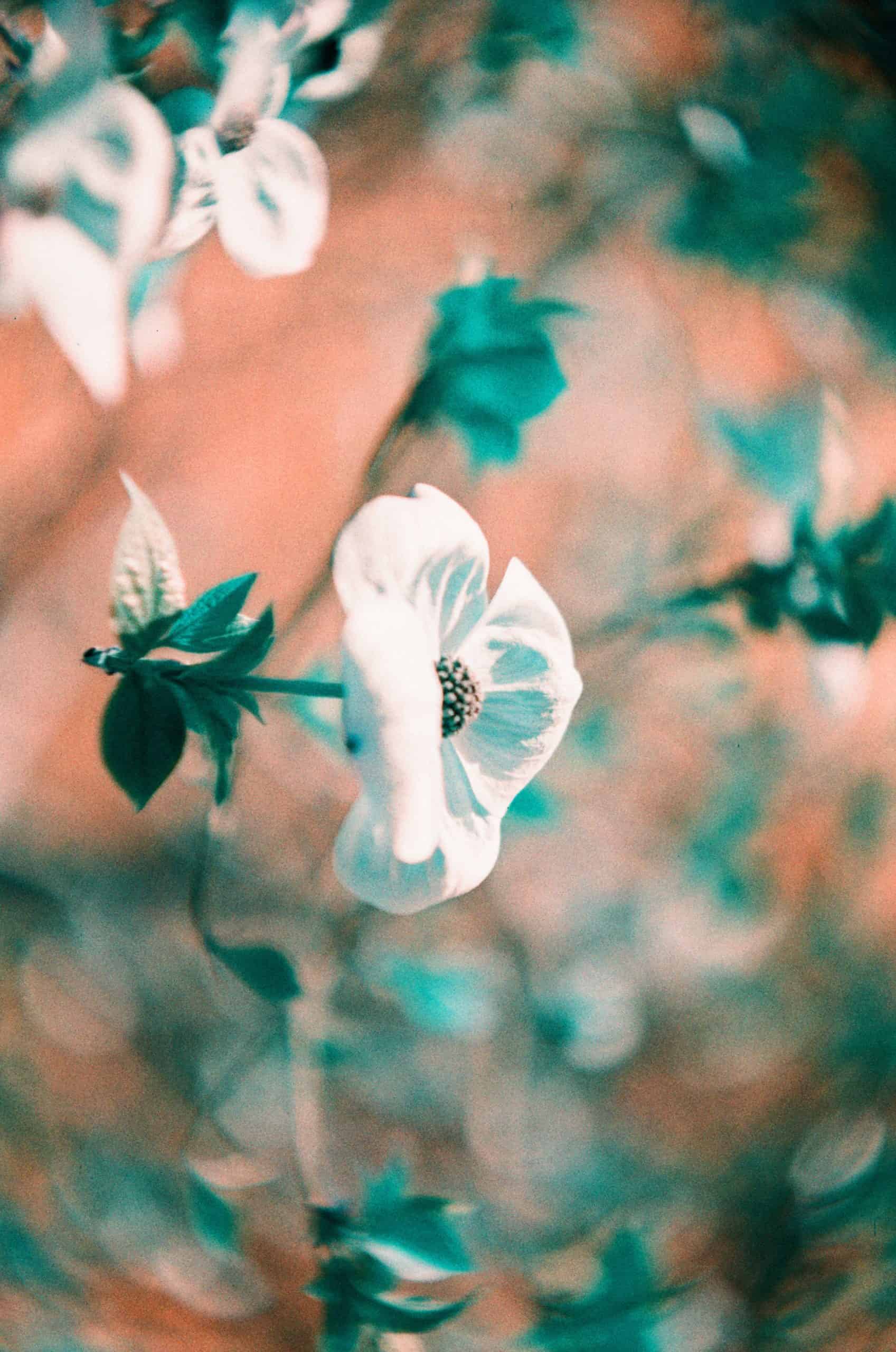 Film image with the Lomography Petzval 80.5 f/1.9 MKII Bokeh Control Art Lens by Alec Pain on Shoot It With Film