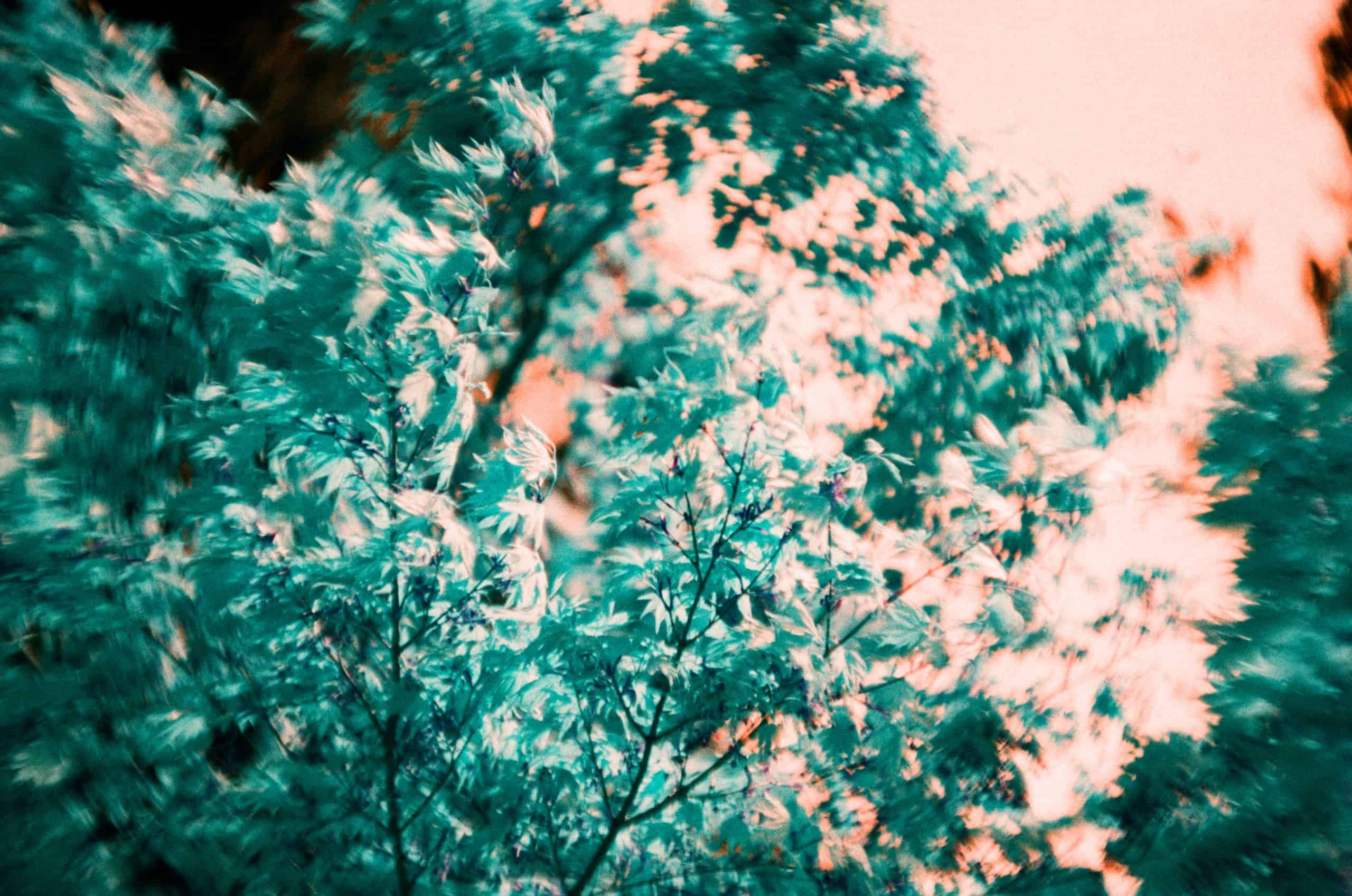 Film image with the Lomography Petzval 80.5 f/1.9 MKII Bokeh Control Art Lens by Alec Pain on Shoot It With Film