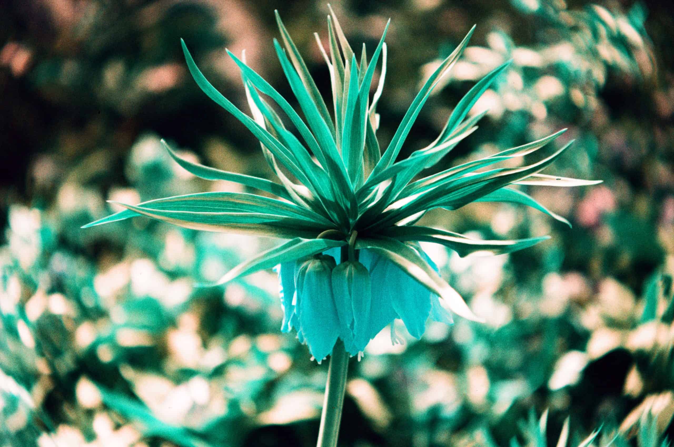 Film image with the Lomography Petzval 80.5 f/1.9 MKII Bokeh Control Art Lens by Alec Pain on Shoot It With Film