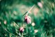 Film image with the Lomography Petzval 80.5 f/1.9 MKII Bokeh Control Art Lens by Alec Pain on Shoot It With Film