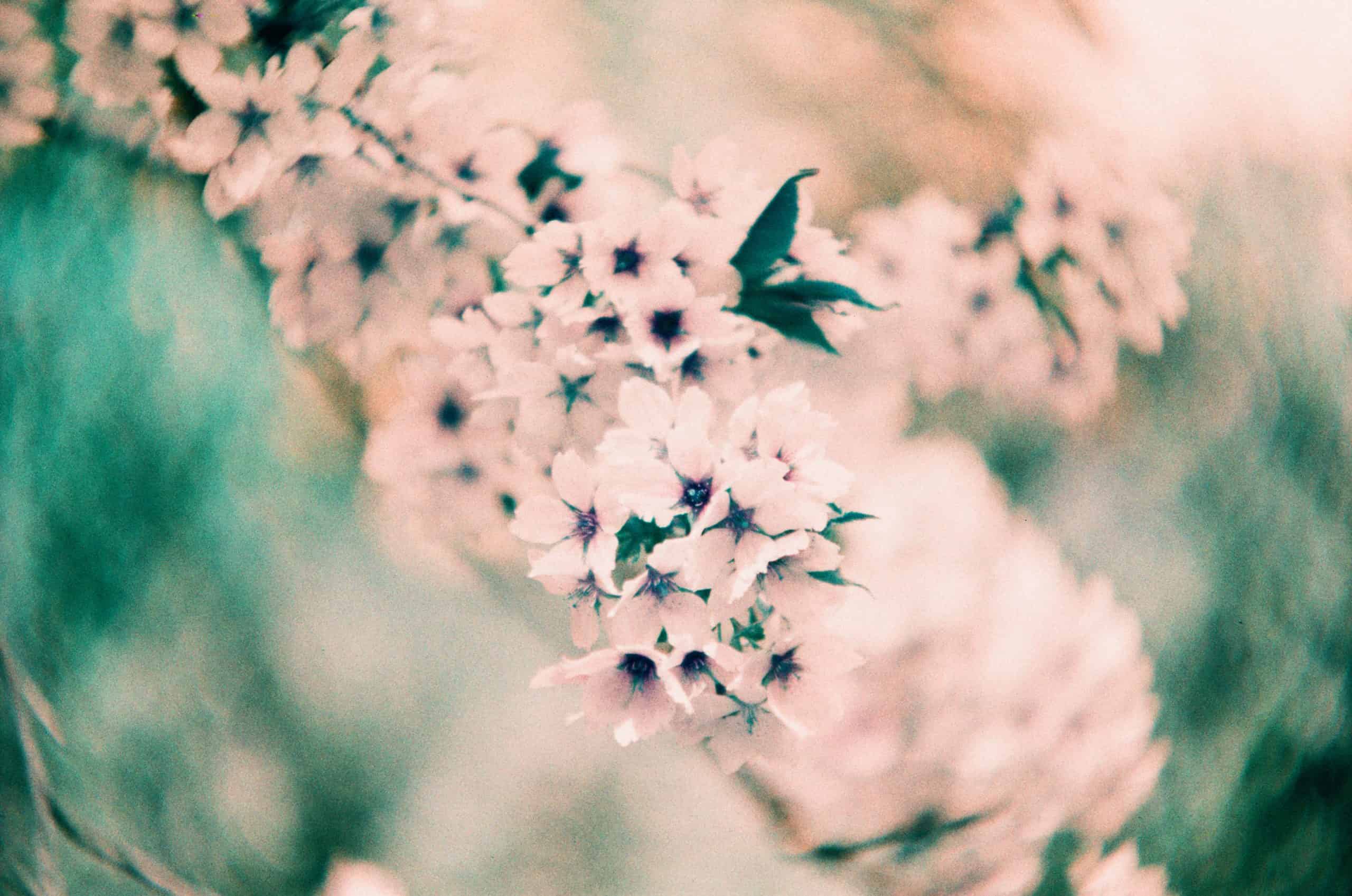 Film image with the Lomography Petzval 80.5 f/1.9 MKII Bokeh Control Art Lens by Alec Pain on Shoot It With Film