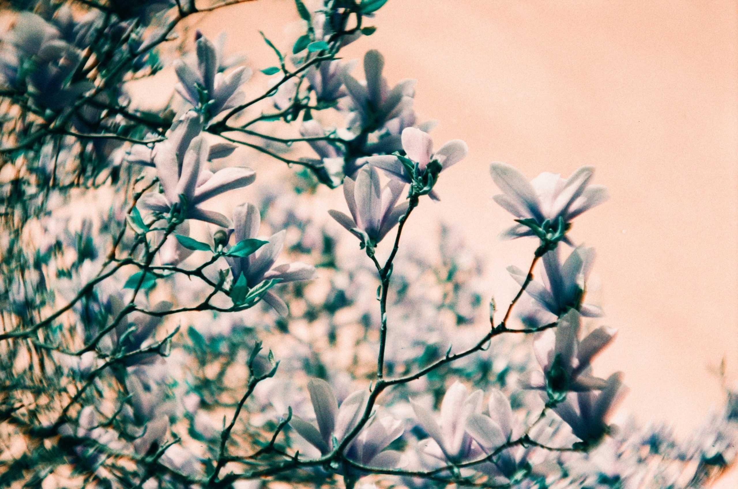 Film image with the Lomography Petzval 80.5 f/1.9 MKII Bokeh Control Art Lens by Alec Pain on Shoot It With Film