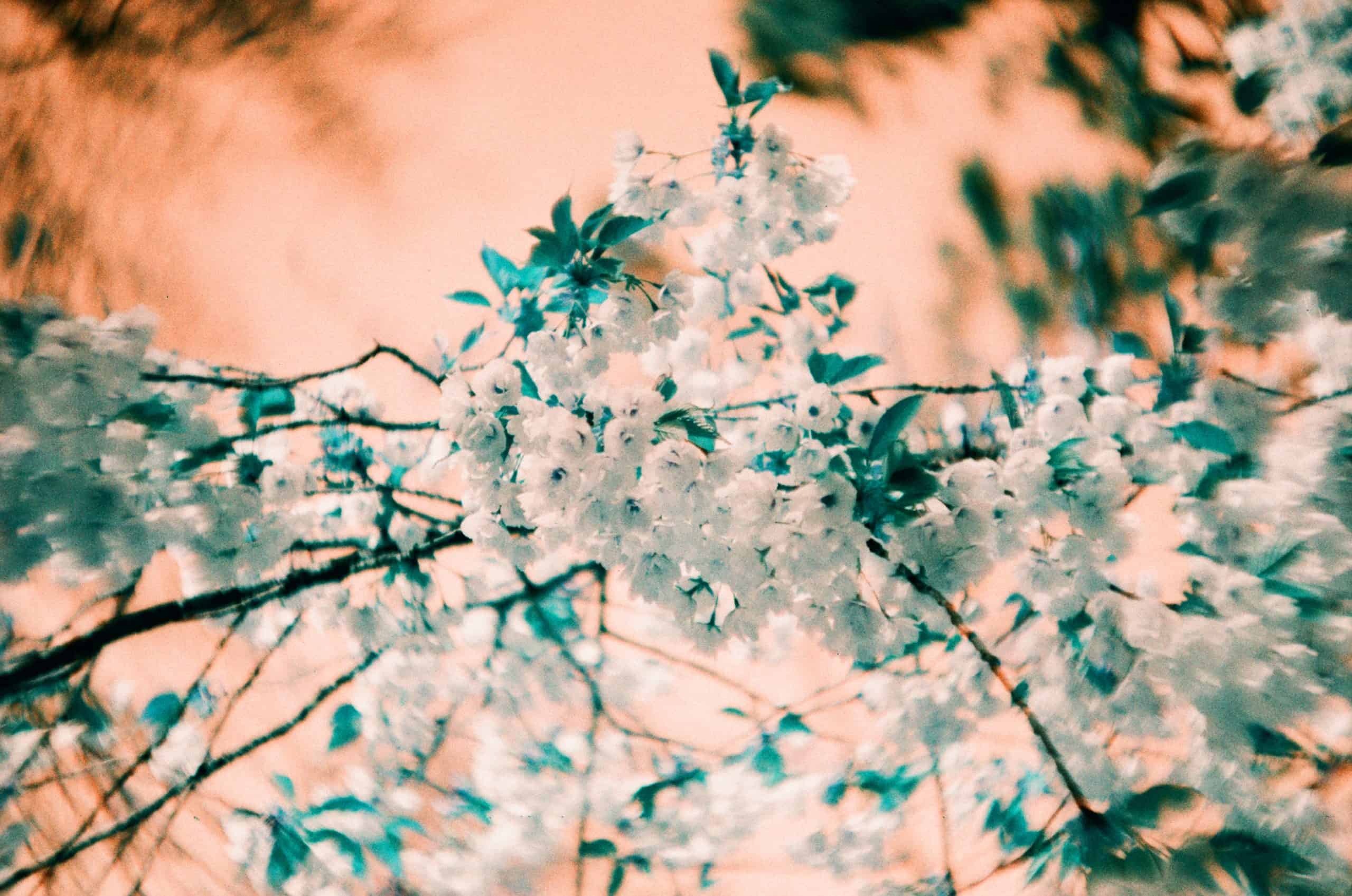 Film image with the Lomography Petzval 80.5 f/1.9 MKII Bokeh Control Art Lens by Alec Pain on Shoot It With Film