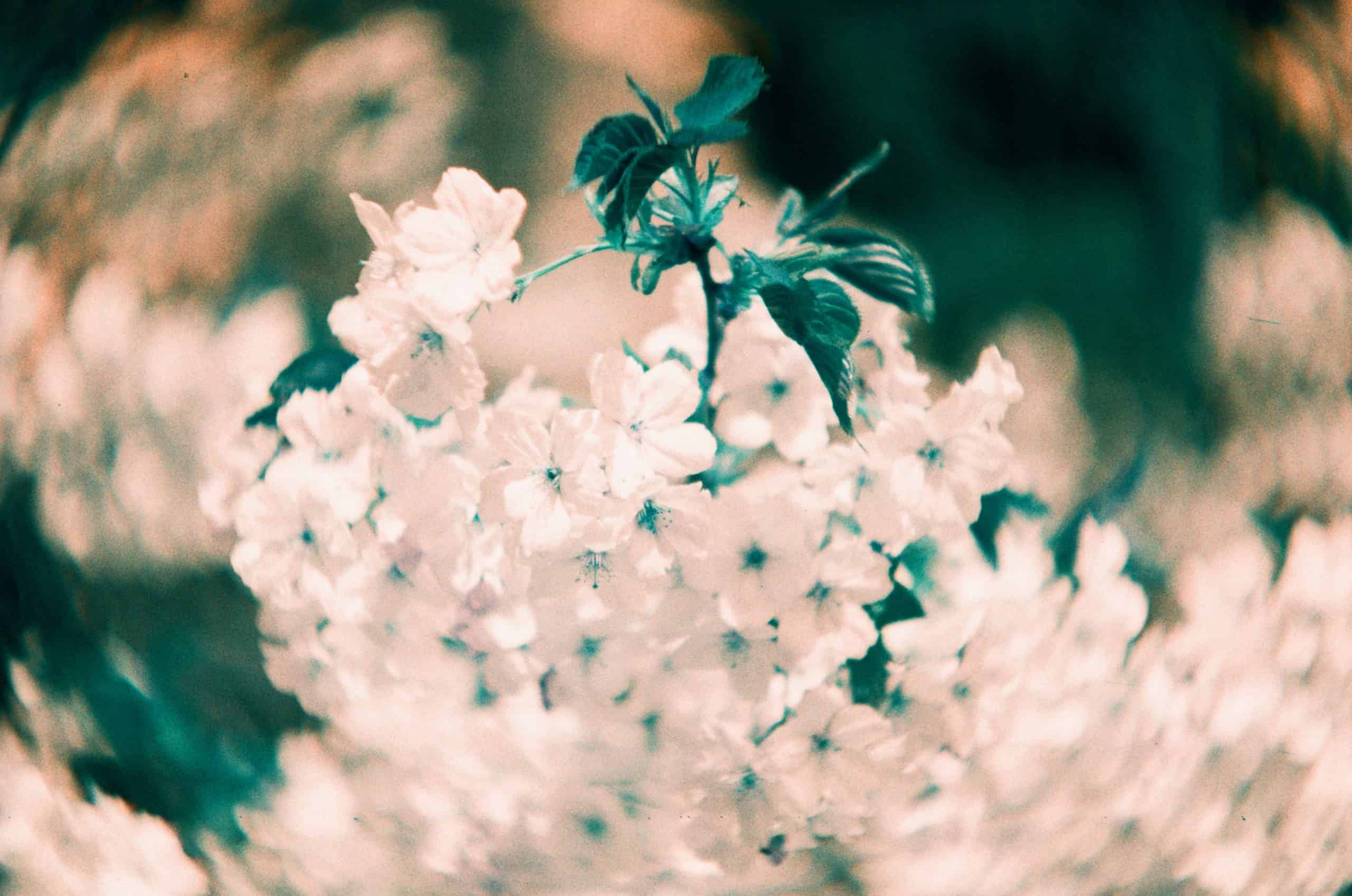Film image with the Lomography Petzval 80.5 f/1.9 MKII Bokeh Control Art Lens by Alec Pain on Shoot It With Film