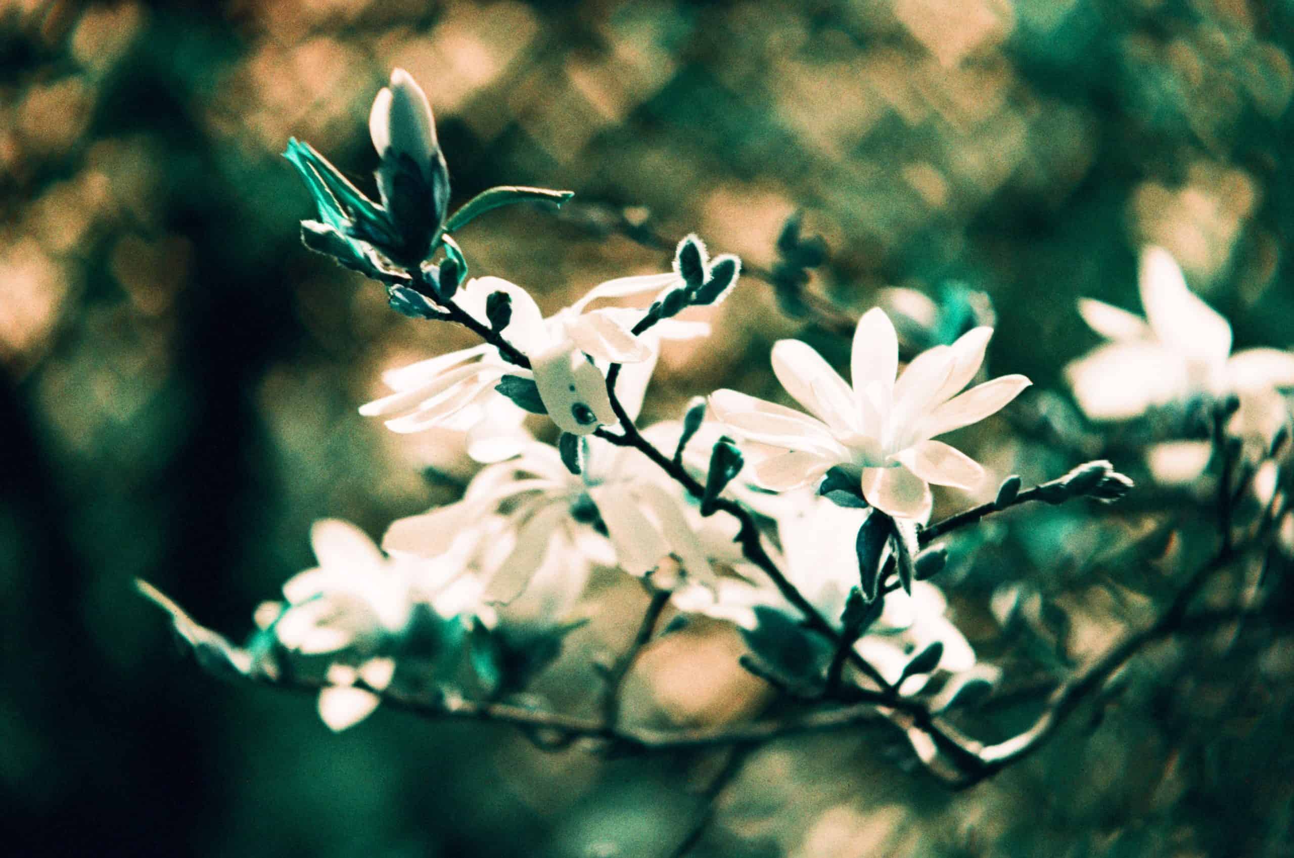 Film image with the Lomography Petzval 80.5 f/1.9 MKII Bokeh Control Art Lens by Alec Pain on Shoot It With Film