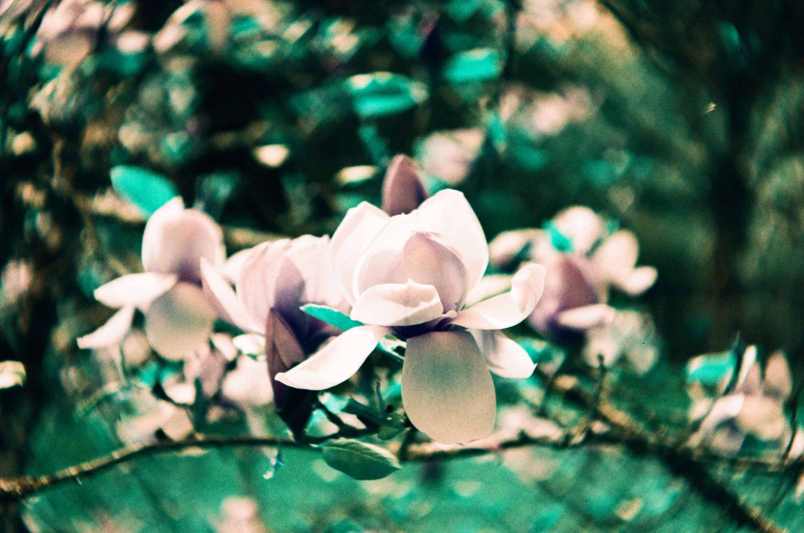 Film image with the Lomography Petzval 80.5 f/1.9 MKII Bokeh Control Art Lens by Alec Pain on Shoot It With Film