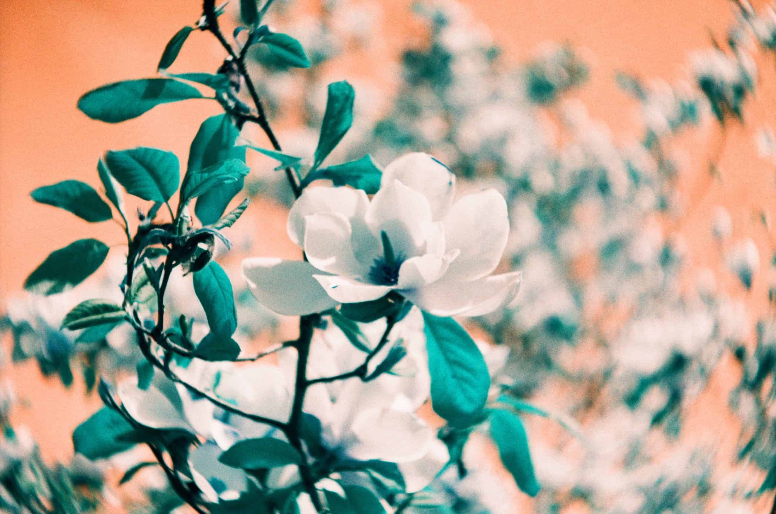 Film image with the Lomography Petzval 80.5 f/1.9 MKII Bokeh Control Art Lens by Alec Pain on Shoot It With Film