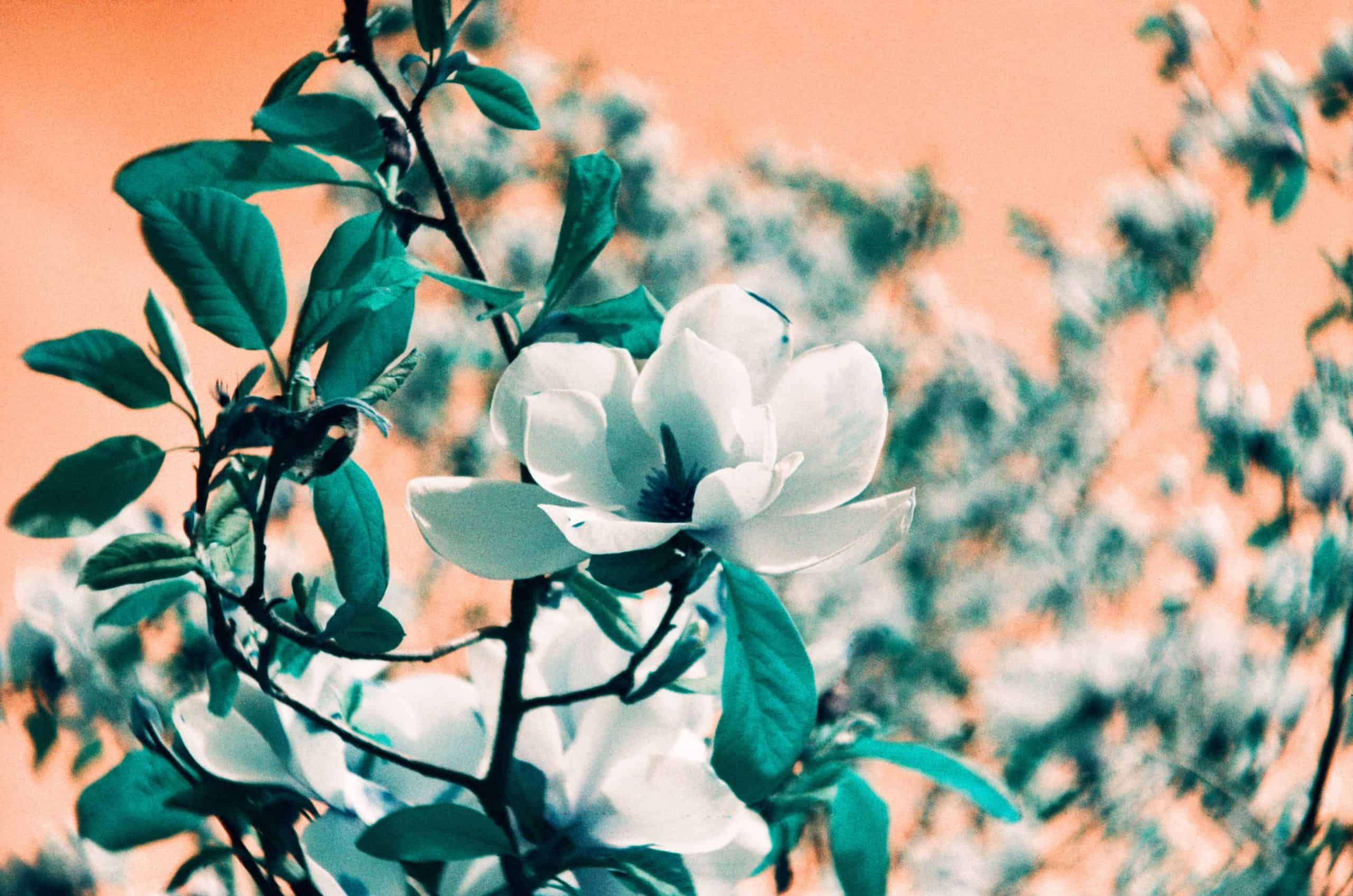 Film image with the Lomography Petzval 80.5 f/1.9 MKII Bokeh Control Art Lens by Alec Pain on Shoot It With Film