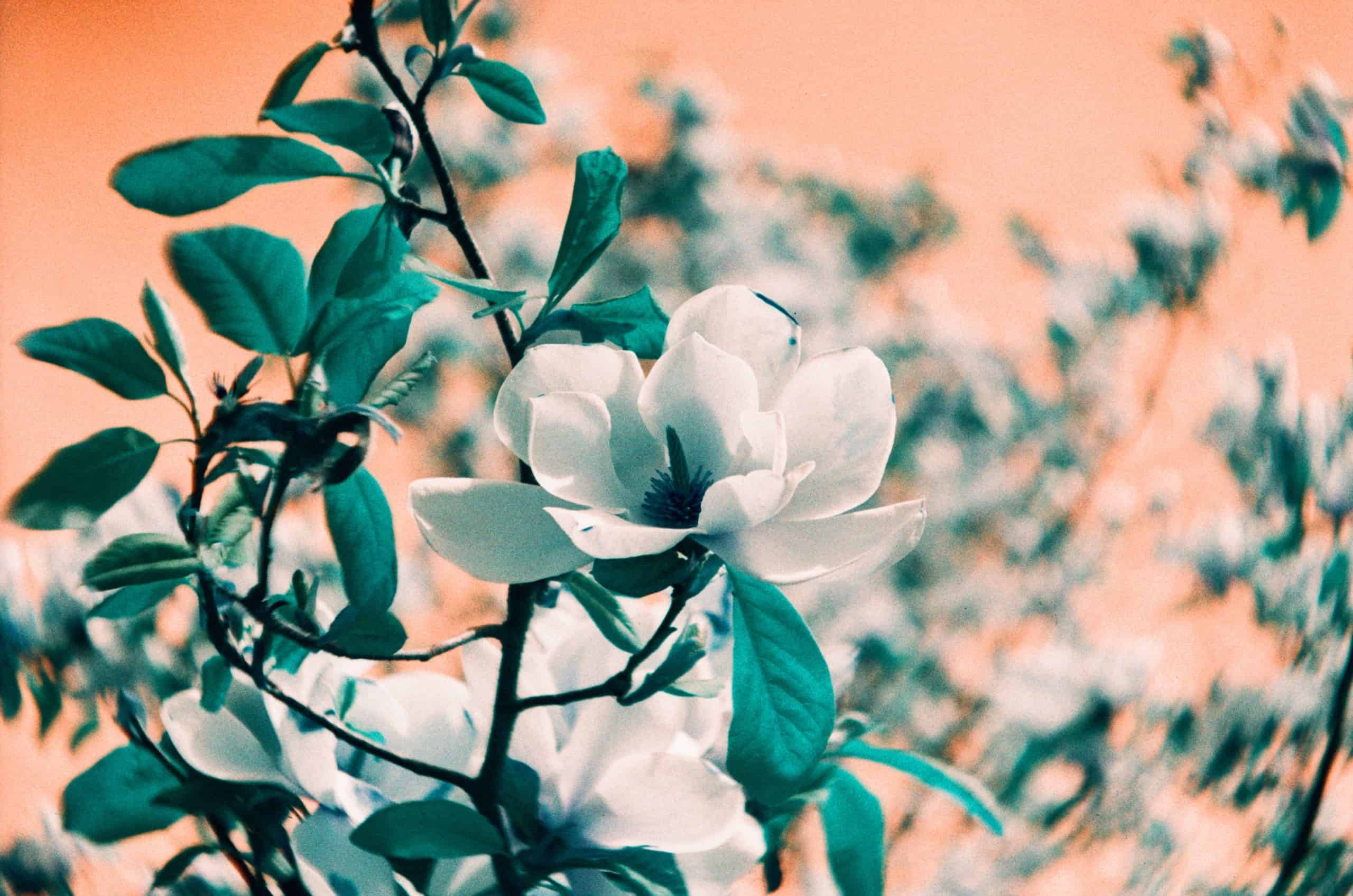 Film image with the Lomography Petzval 80.5 f/1.9 MKII Bokeh Control Art Lens by Alec Pain on Shoot It With Film