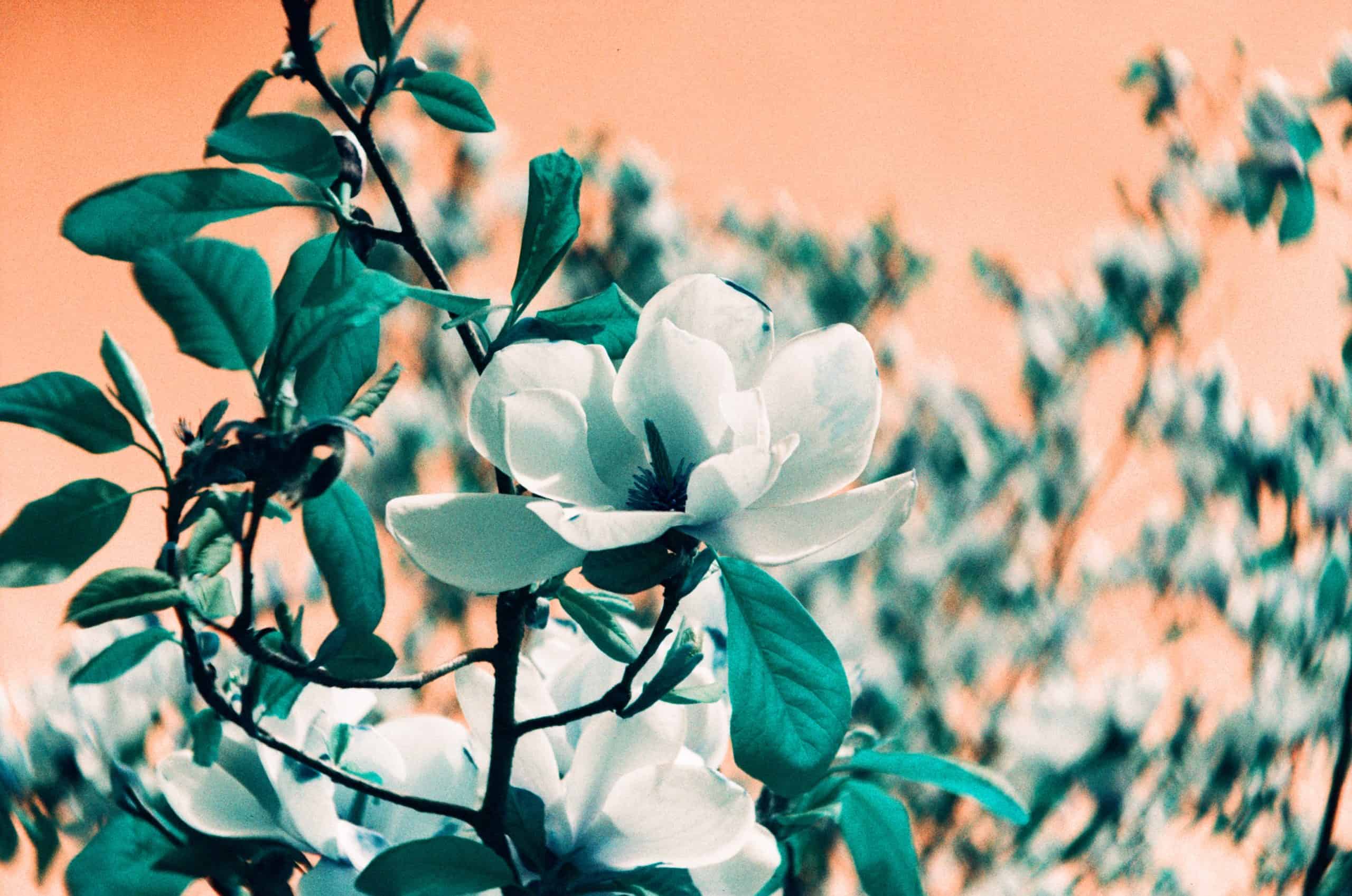 Film image with the Lomography Petzval 80.5 f/1.9 MKII Bokeh Control Art Lens by Alec Pain on Shoot It With Film