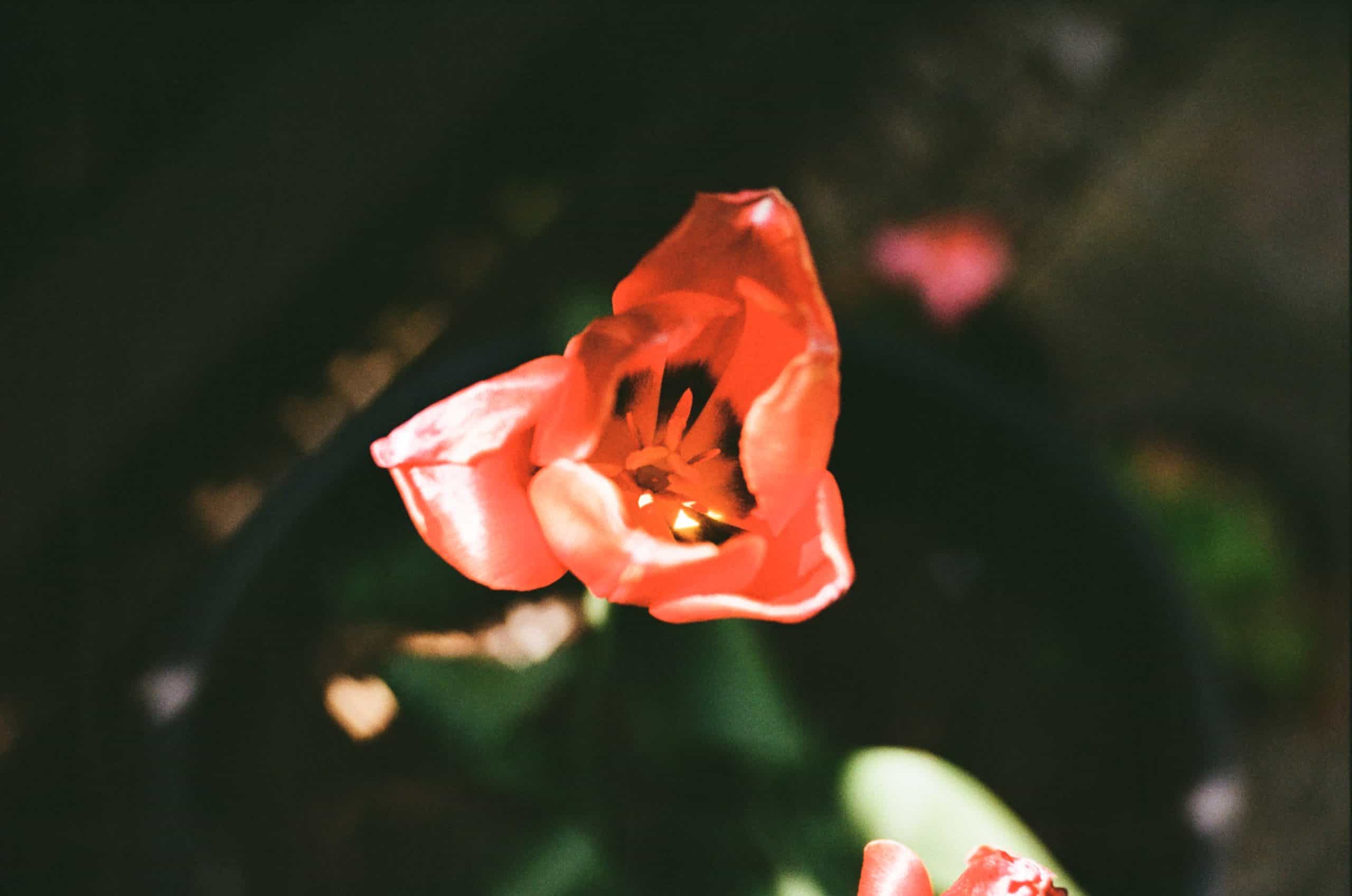 Film image with the Lomography Petzval 80.5 f/1.9 MKII Bokeh Control Art Lens by Alec Pain on Shoot It With Film