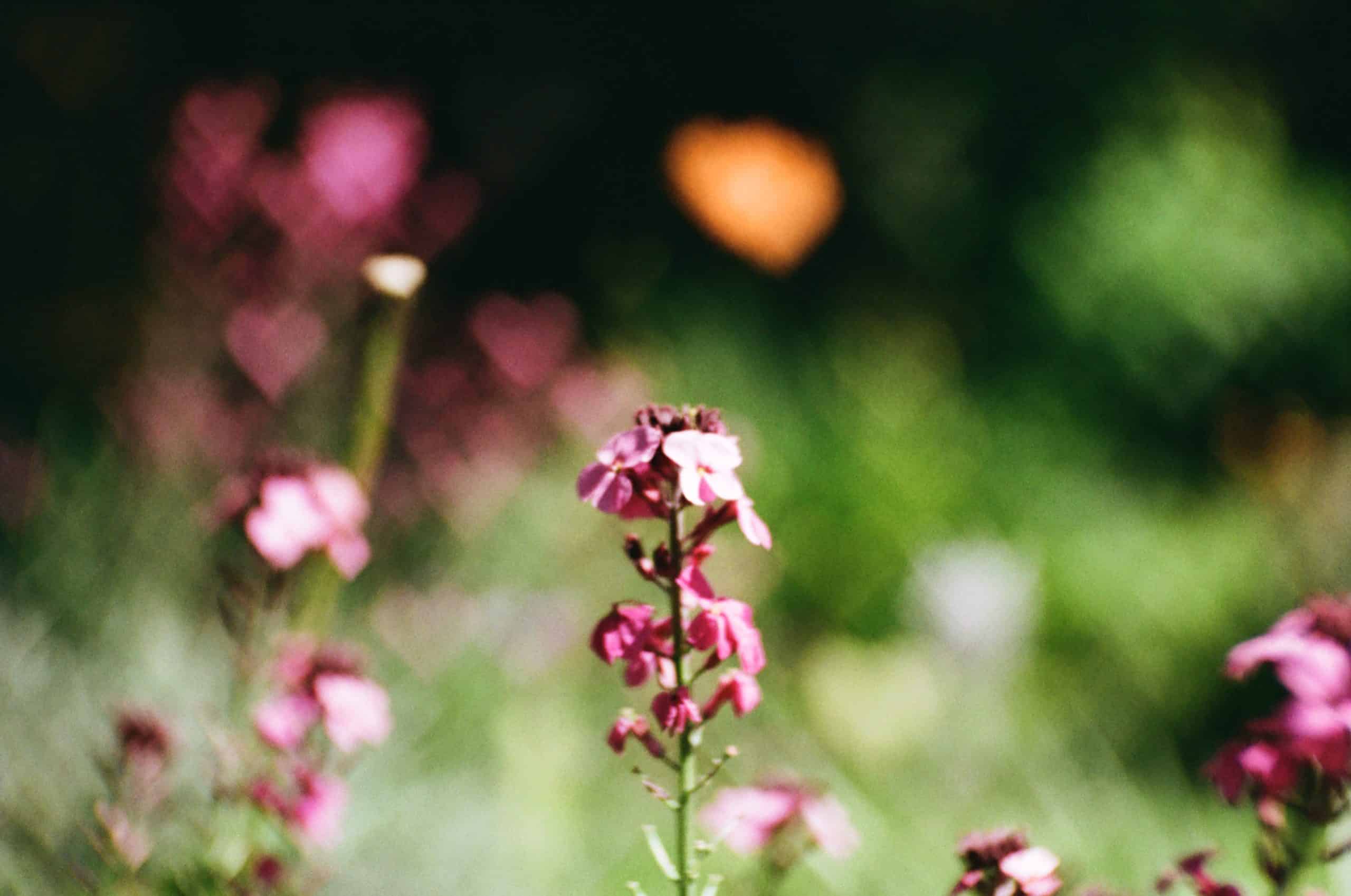 Film image with the Lomography Petzval 80.5 f/1.9 MKII Bokeh Control Art Lens by Alec Pain on Shoot It With Film