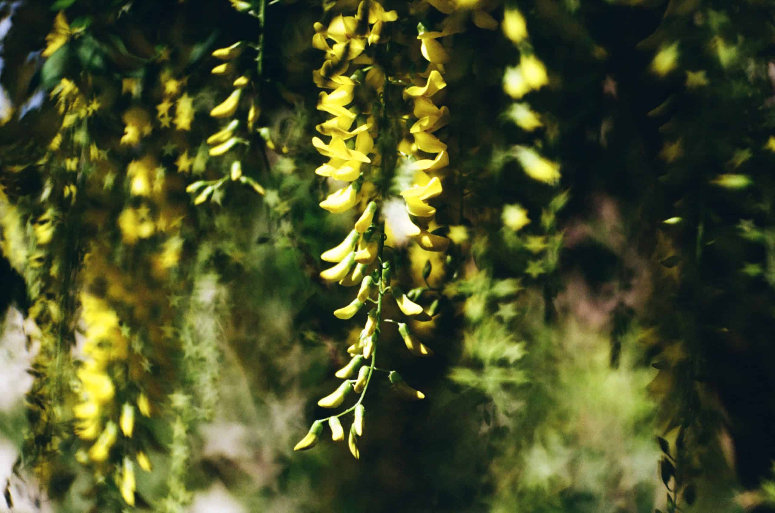 Film image with the Lomography Petzval 80.5 f/1.9 MKII Bokeh Control Art Lens by Alec Pain on Shoot It With Film