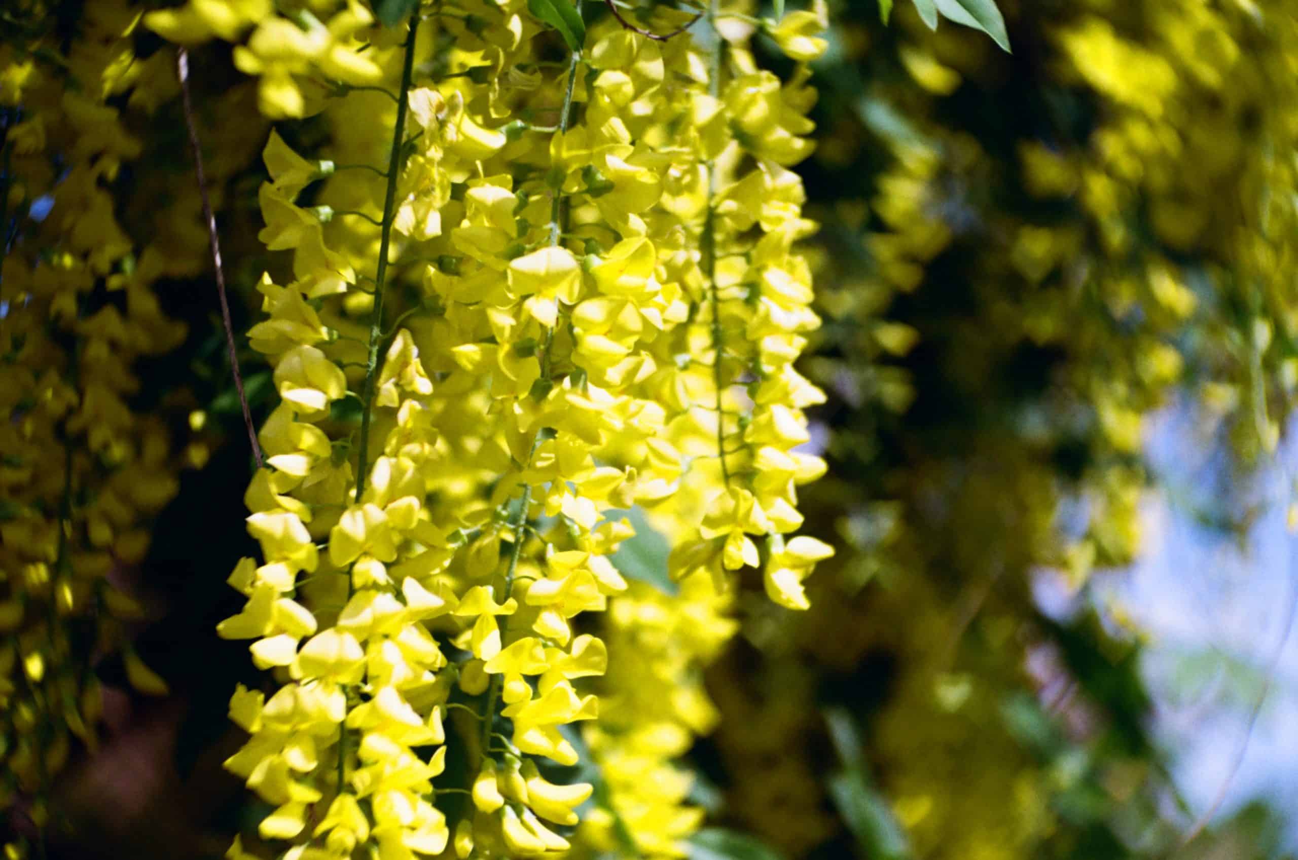 Film image with the Lomography Petzval 80.5 f/1.9 MKII Bokeh Control Art Lens by Alec Pain on Shoot It With Film