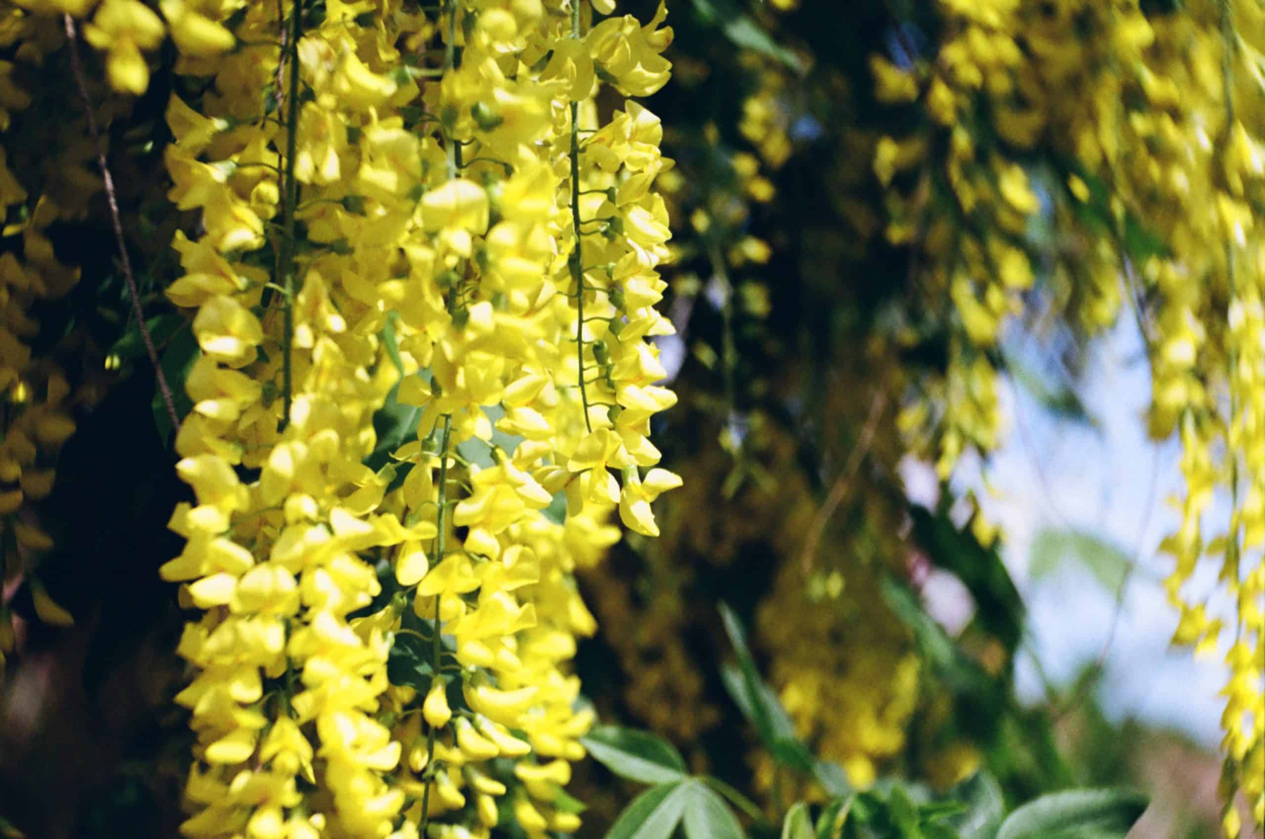 Film image with the Lomography Petzval 80.5 f/1.9 MKII Bokeh Control Art Lens by Alec Pain on Shoot It With Film