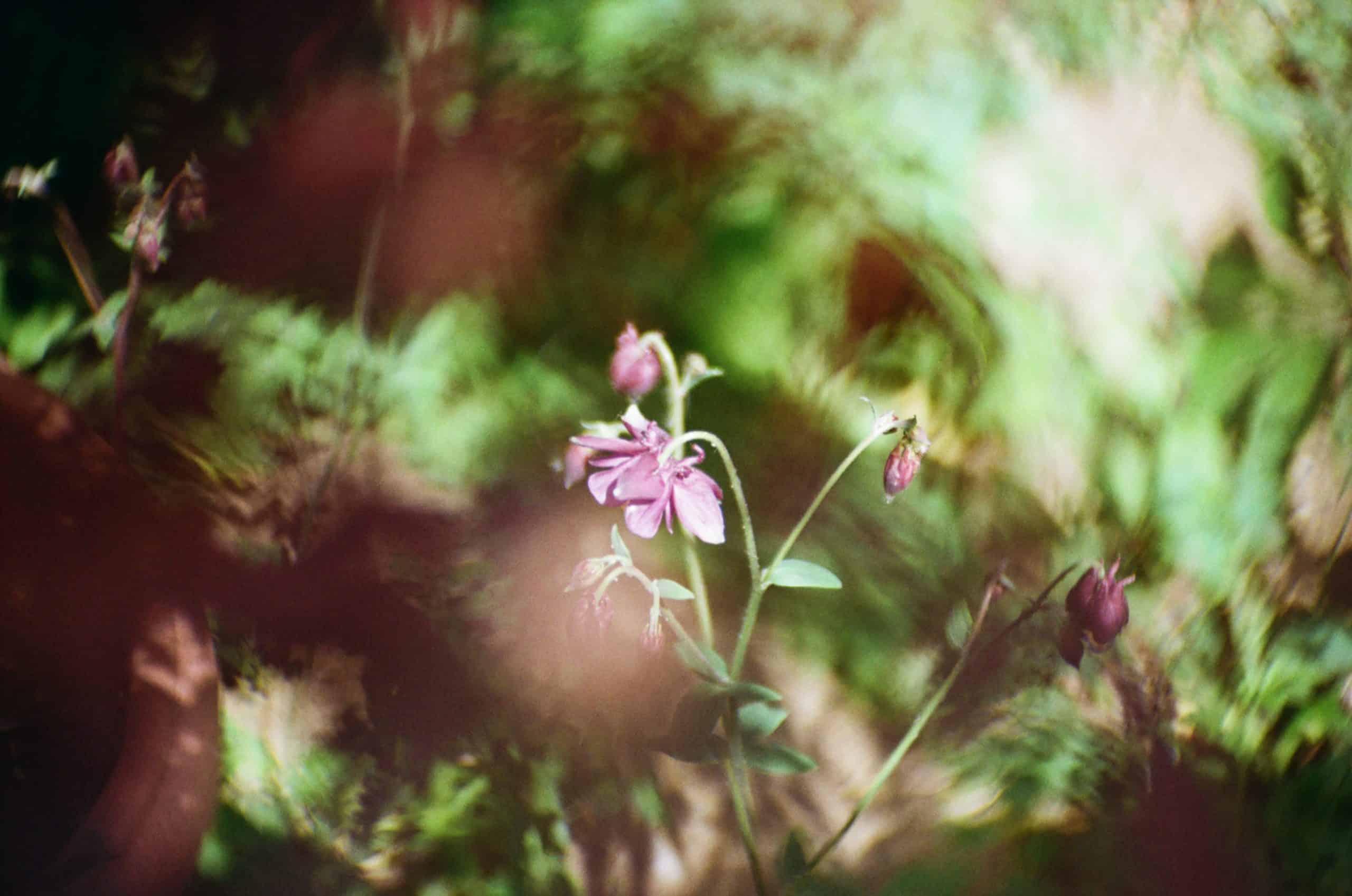 Film image with the Lomography Petzval 80.5 f/1.9 MKII Bokeh Control Art Lens by Alec Pain on Shoot It With Film