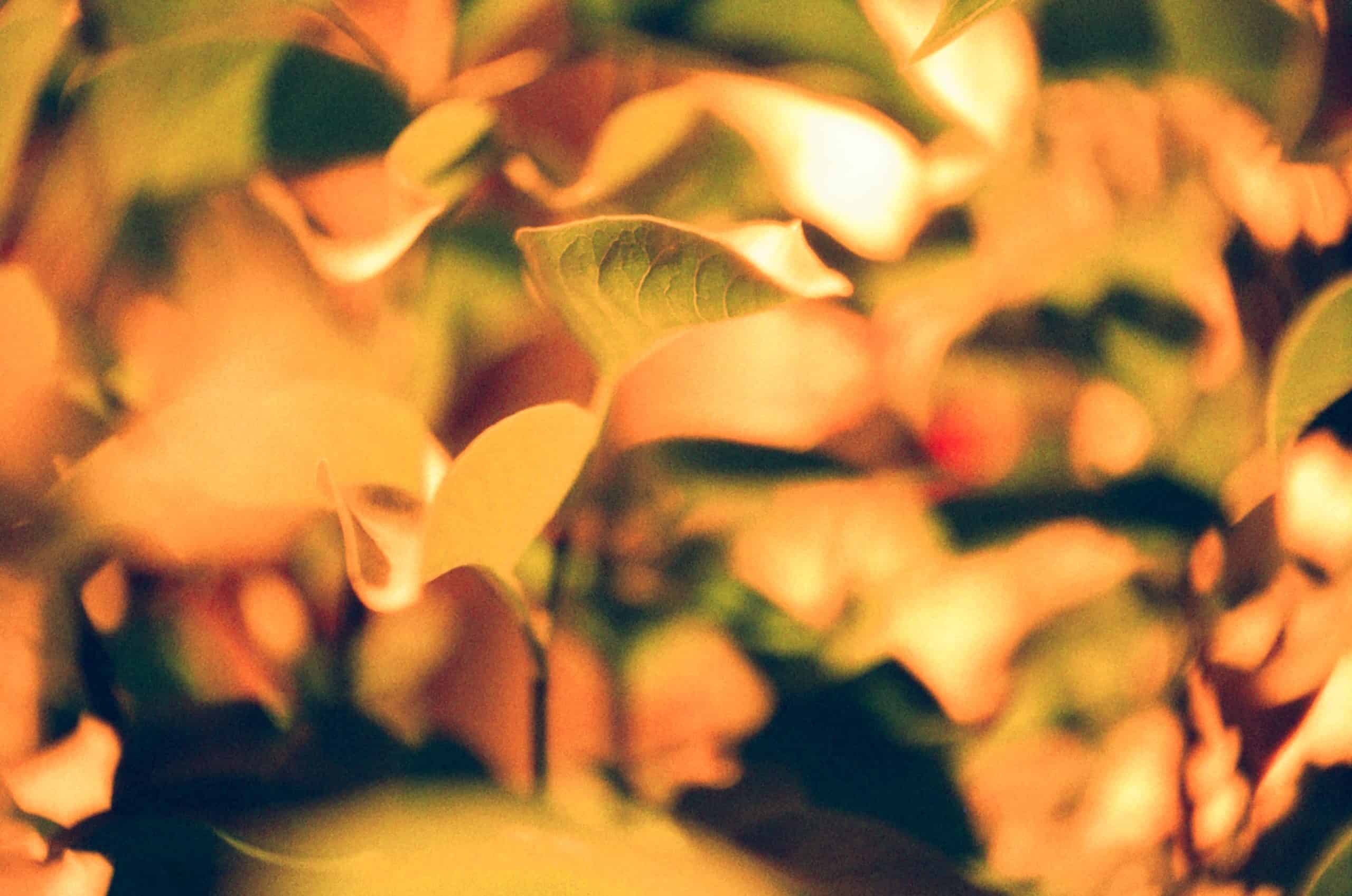 Film image with the Lomography Petzval 80.5 f/1.9 MKII Bokeh Control Art Lens by Alec Pain on Shoot It With Film