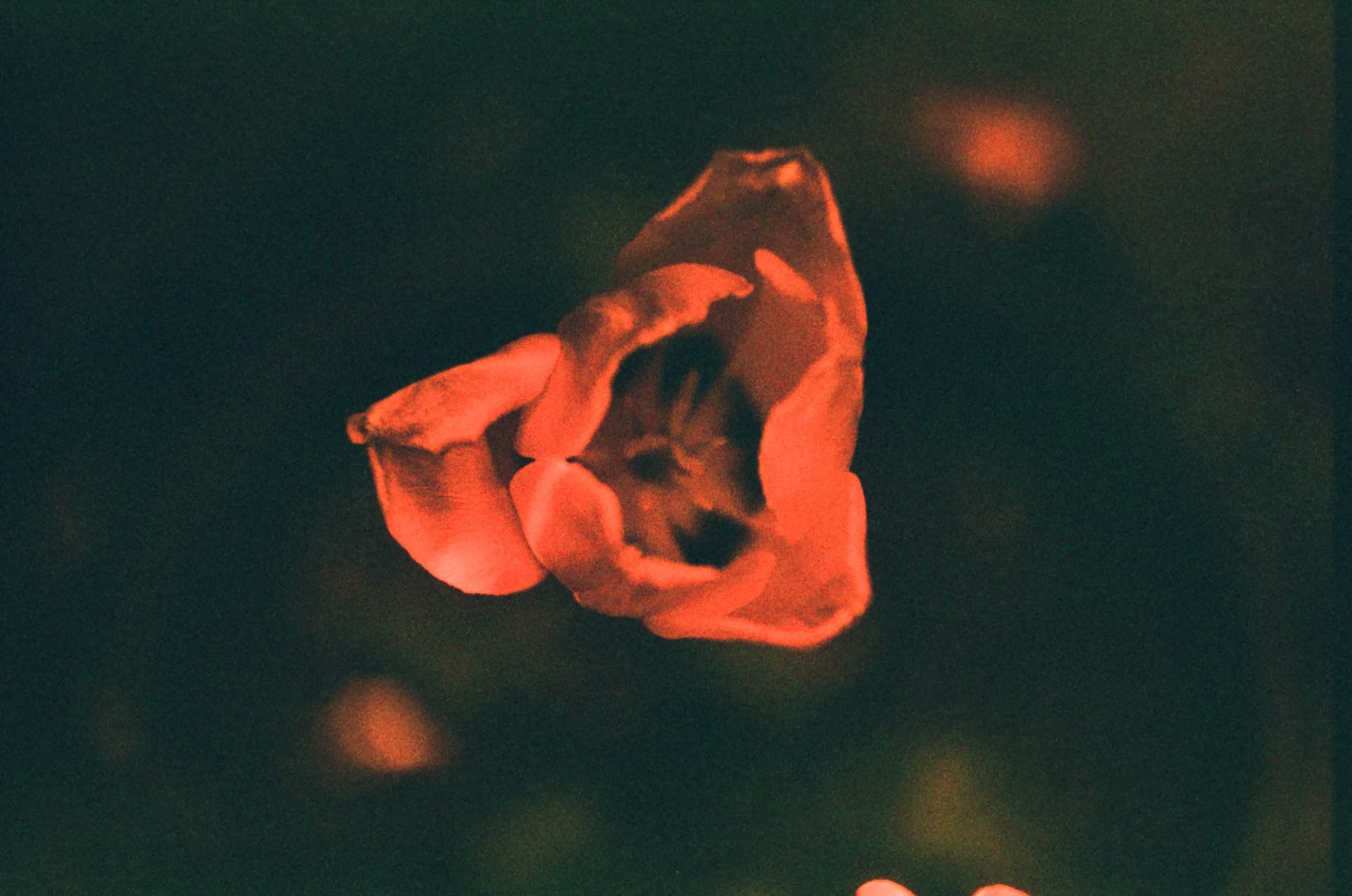 Film image with the Lomography Petzval 80.5 f/1.9 MKII Bokeh Control Art Lens by Alec Pain on Shoot It With Film