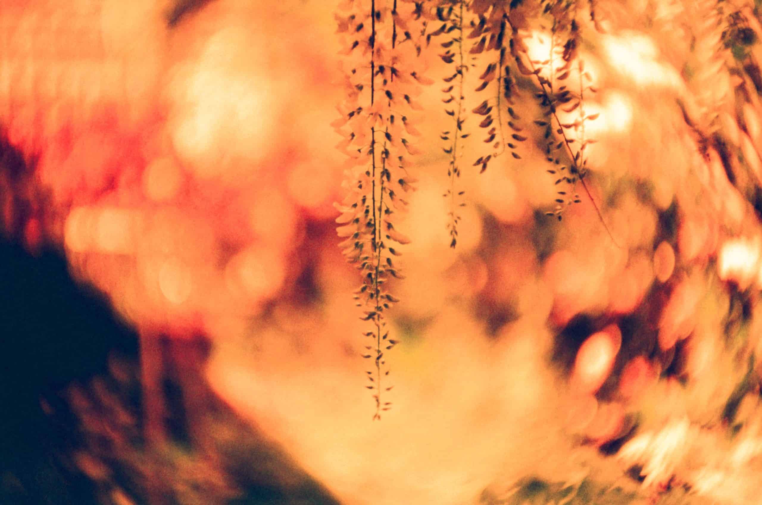 Film image with the Lomography Petzval 80.5 f/1.9 MKII Bokeh Control Art Lens by Alec Pain on Shoot It With Film
