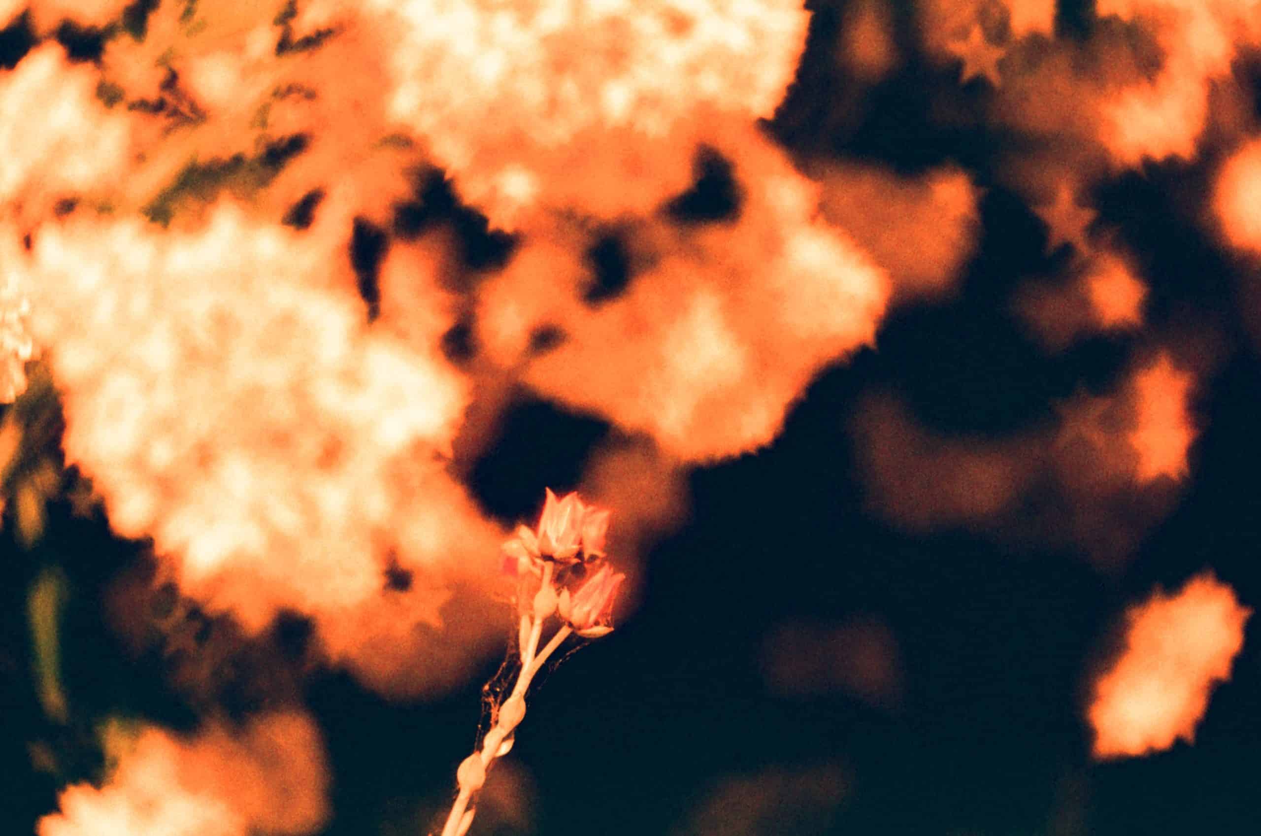 Film image with the Lomography Petzval 80.5 f/1.9 MKII Bokeh Control Art Lens by Alec Pain on Shoot It With Film